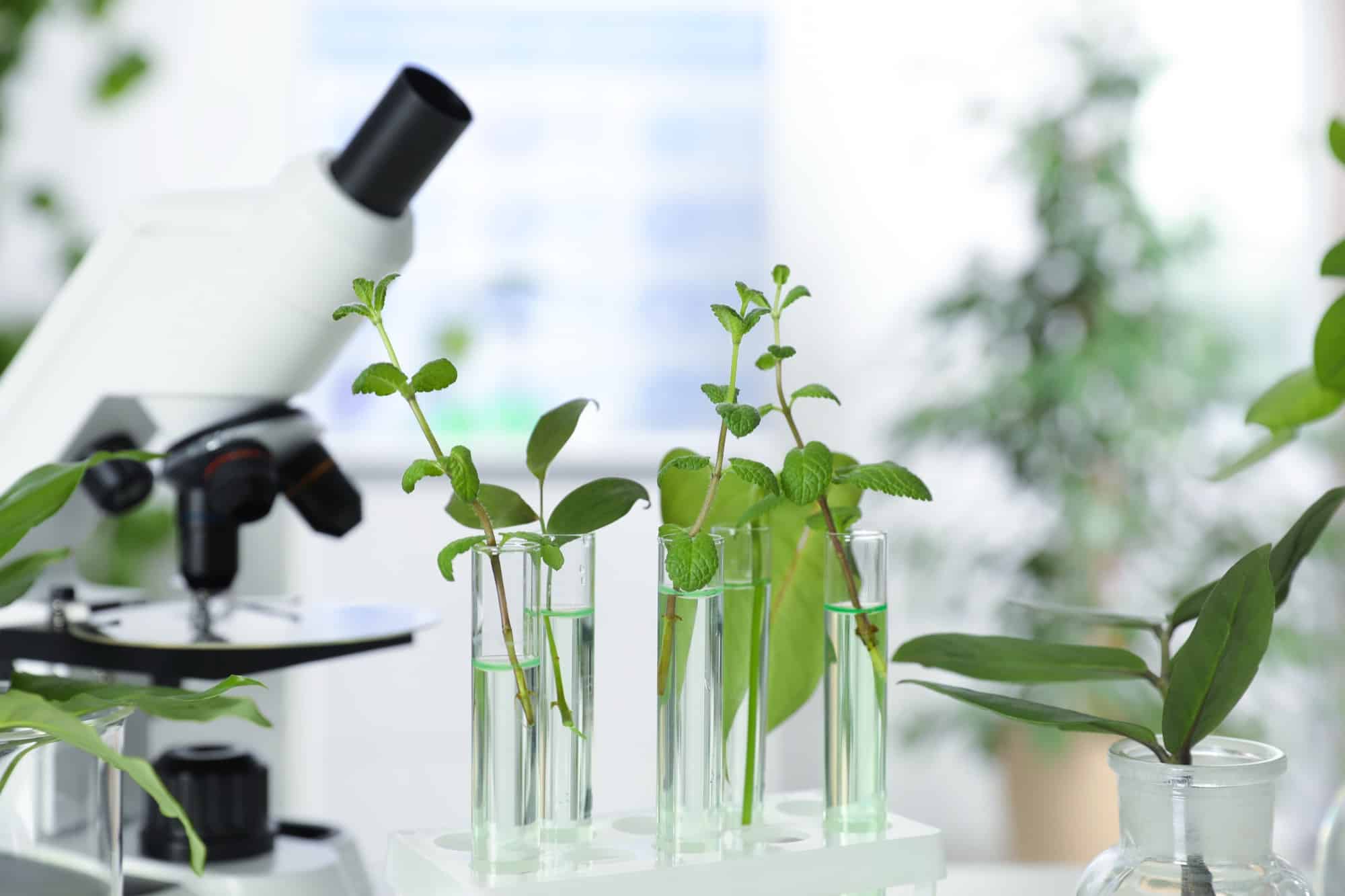 How Cannabis Labs Are Shaping Healthcare and Agriculture