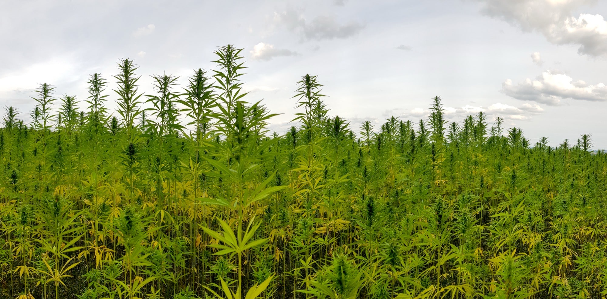 Cannabis as a Phytoremediation Crop