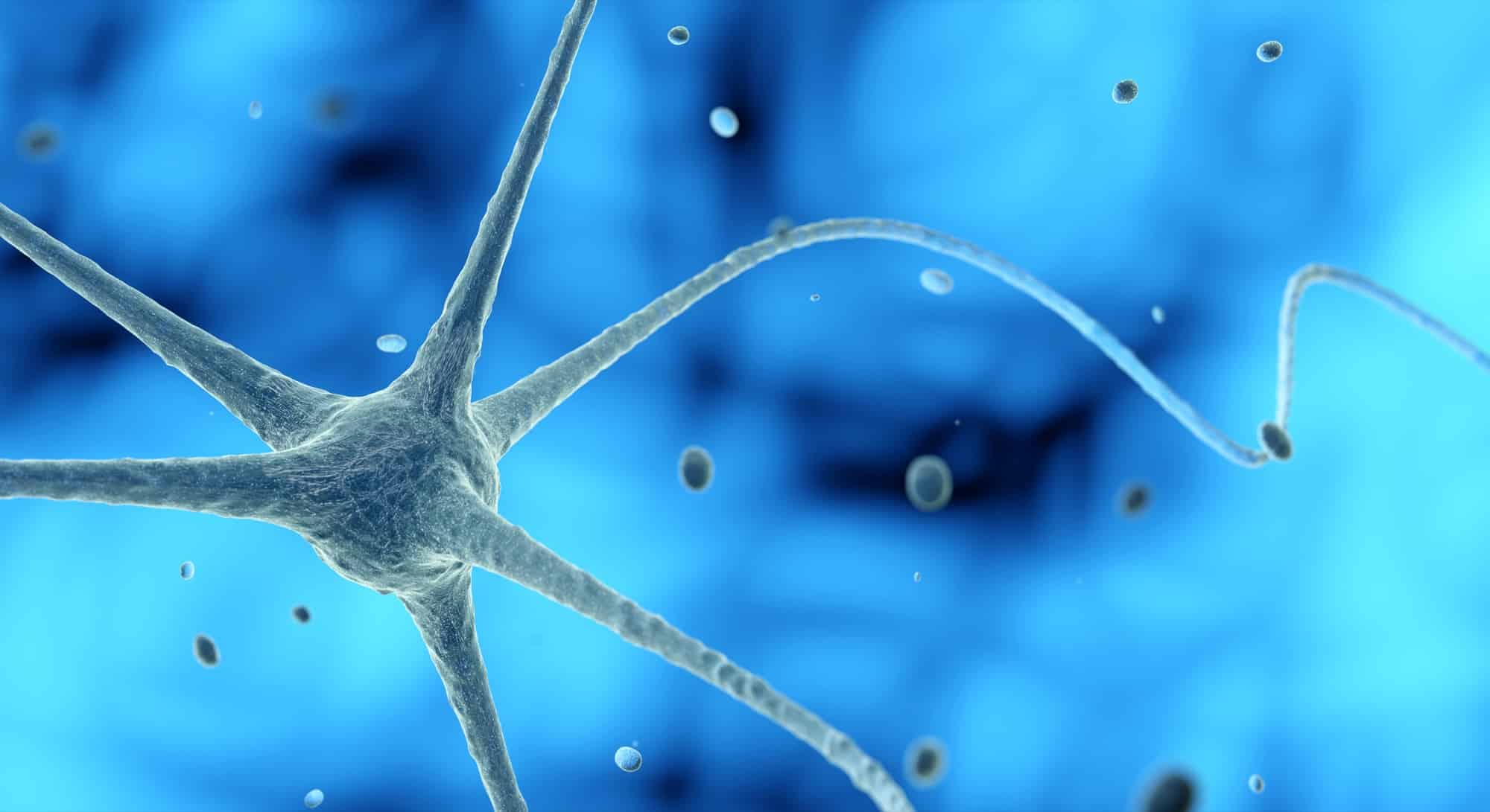 The Endocannabinoid System and How Cannabis Interacts With It