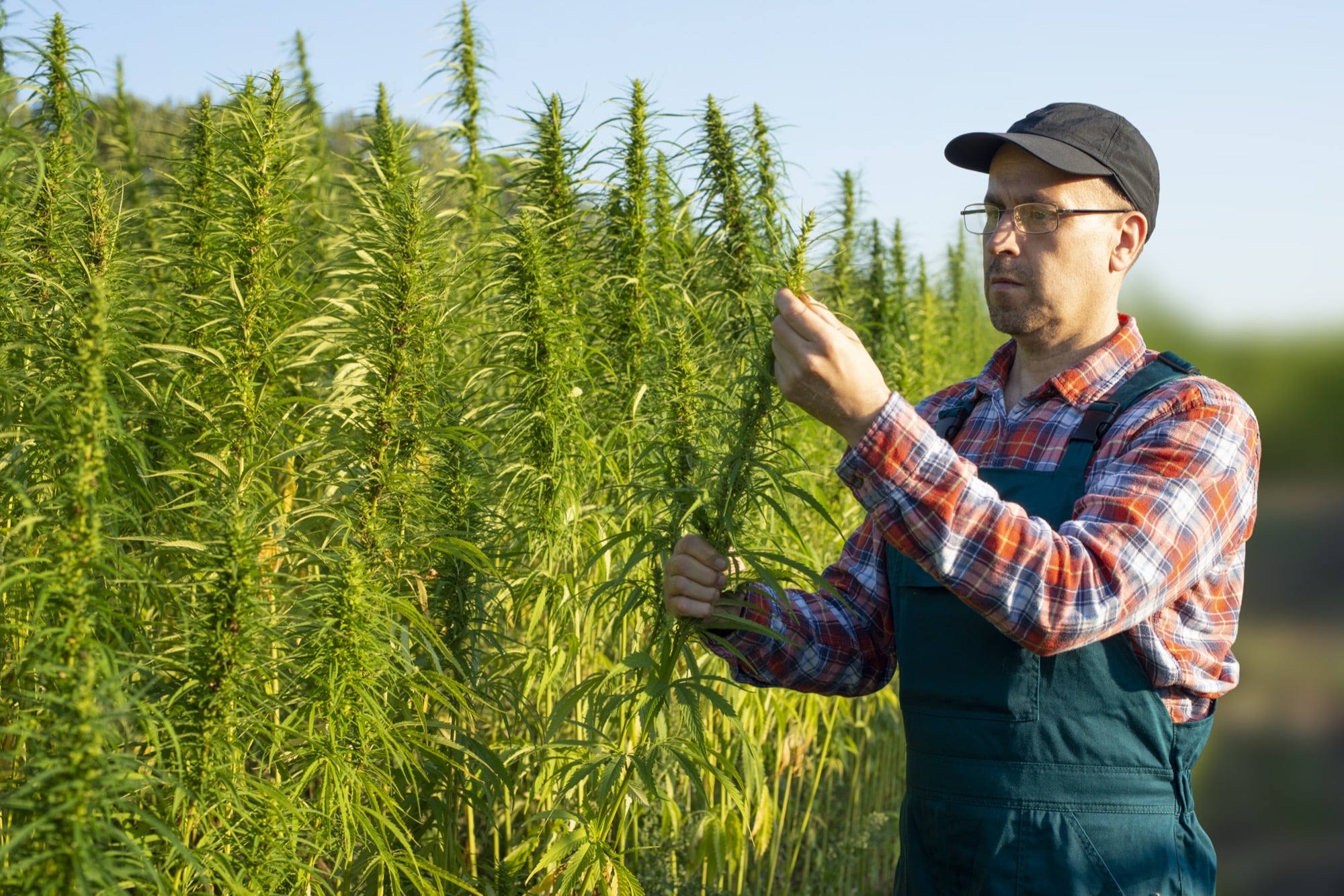 Hemp on the Farm: Pest Control, Companion Planting and Animal Feed