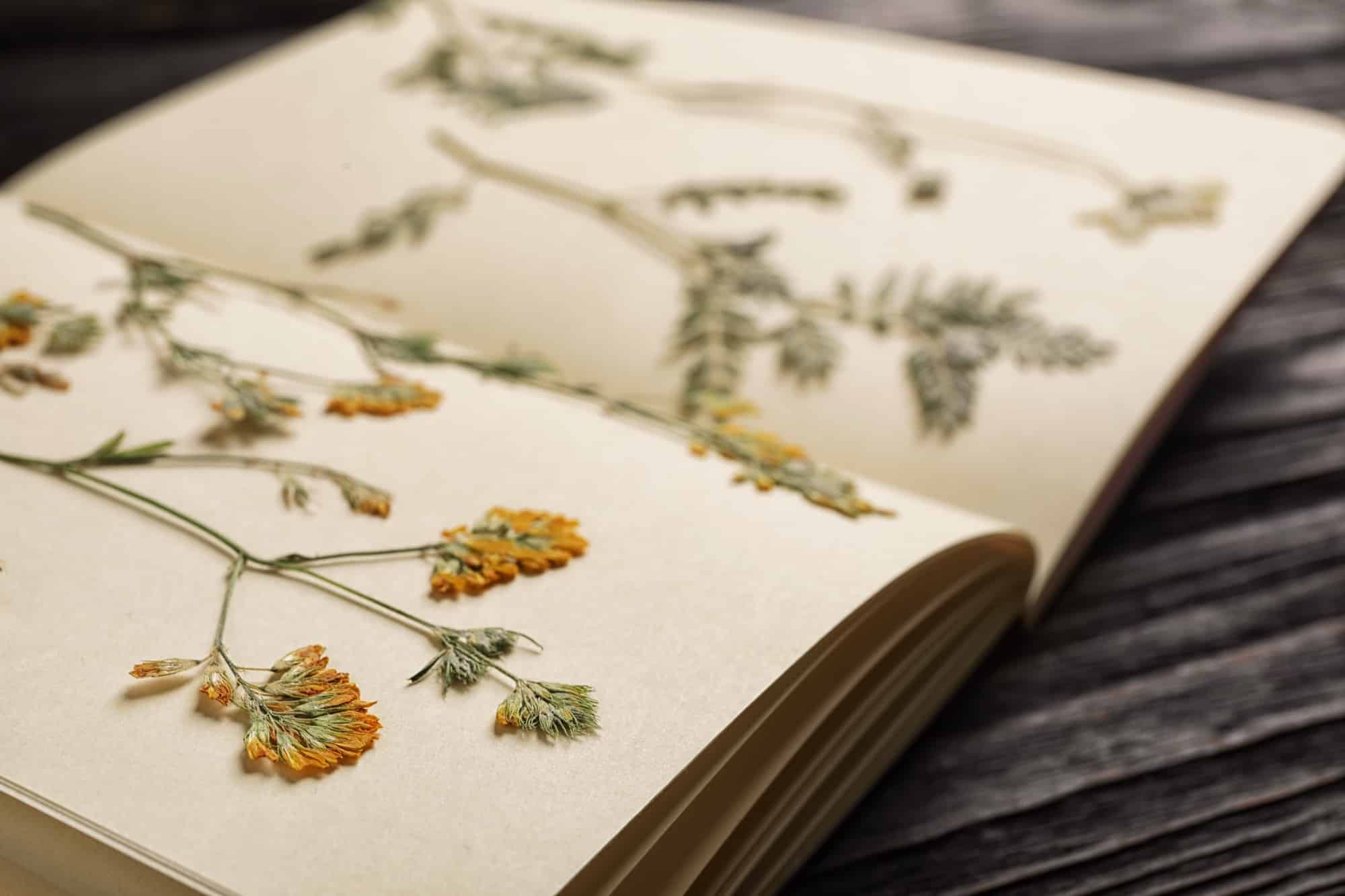 The History of Cannabis Around the World