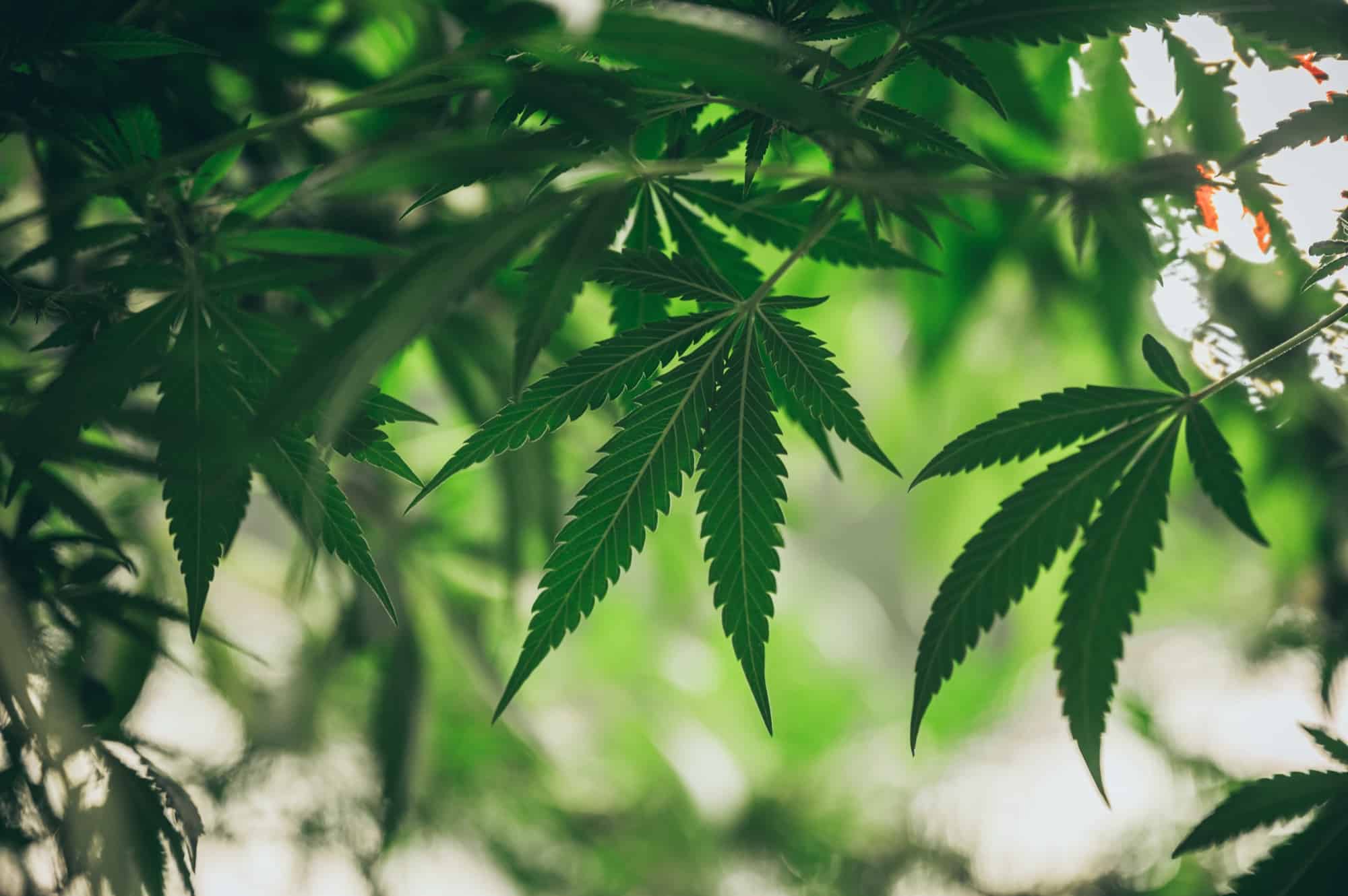 Indica, Sativa and Hybrid: What the Labels Actually Mean